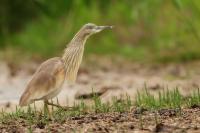 Italy-FAUNA