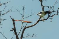 Haliaeetus leucogaster