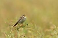 Emberiza calandra