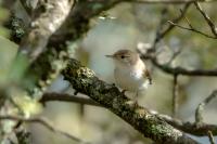 Phylloscopus bonelli