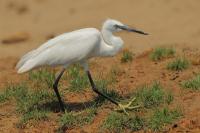 Egretta garzetta