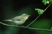 Phylloscopus trochiloides