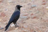 Corvus splendens