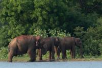 Sri Lankan elephant