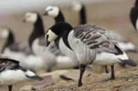 Branta leucopsis