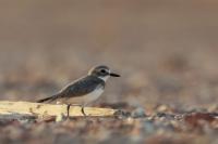 Charadrius mongolus