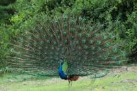 Pavo cristatus