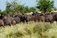 African buffalo