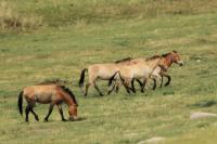 Przewalski's  Horse