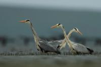 Mongolia fauna 