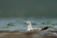 Larus vegae mongolicus