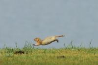 Long-tailed ground squirrel