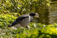 London-St James's Park