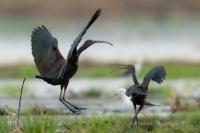 Zambia - FAUNA