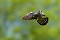 Columba oenas