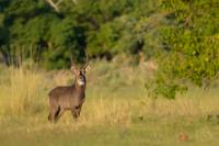 Waterbuck