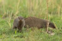 Banded mongoose