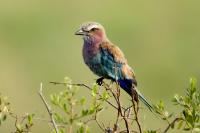 Coracias caudatus