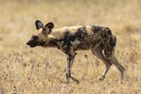 African wild dog