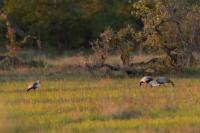 Grus carunculata