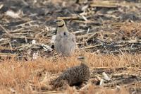 Pterocles gutturalis