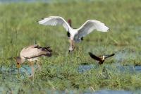 Platalea alba