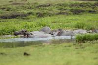 Common hippopotamus