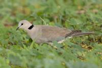 Streptopelia capicola