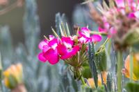 ECUADOR -FLOWERS