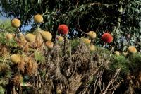 ETHIOPIA FLORA