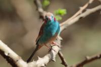 ETHIOPIA FAUNA