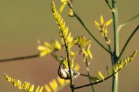 Cinnyris mariquensis