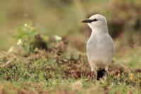 Zavattariornis stresemanni