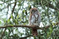 Glaucidium perlatum