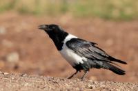 Corvus albus