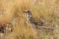 Turdus viscivorus