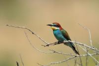 Merops apiaster