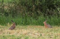 European hare