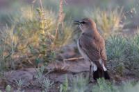 Kazakhstan FAUNA