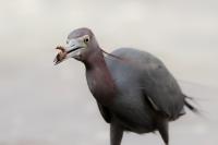 Egretta caerulea 