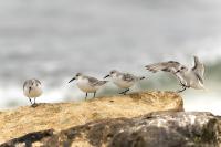 Calidris alba