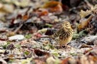 Anthus pratensis