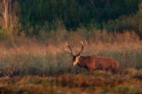 Red deer