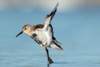 Calidris alpina