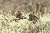 Carduelis cannabina