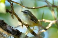 Setophaga caerulescens