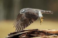 Accipiter gentilis