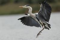 Ardea cinerea