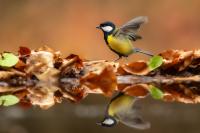 Parus major