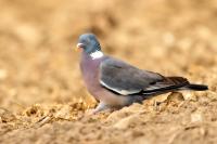 Columba palumbus